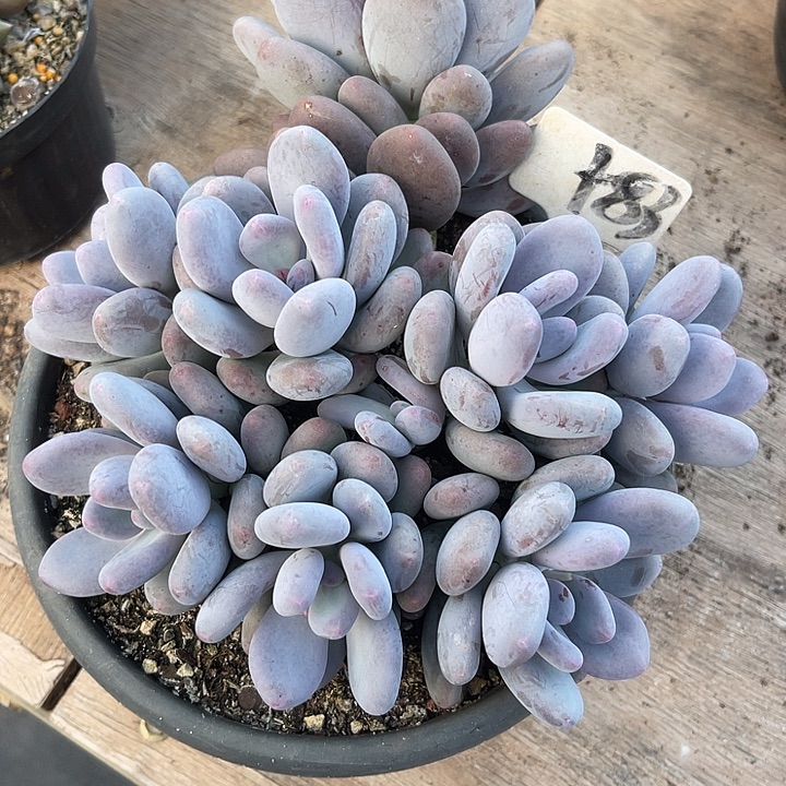 余***i两单包邮，一物一拍83