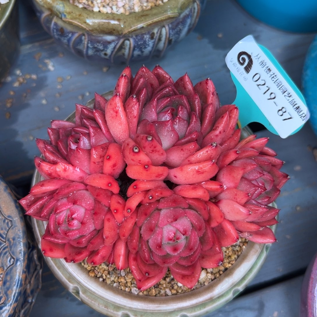 多肉一物一拍0219-87