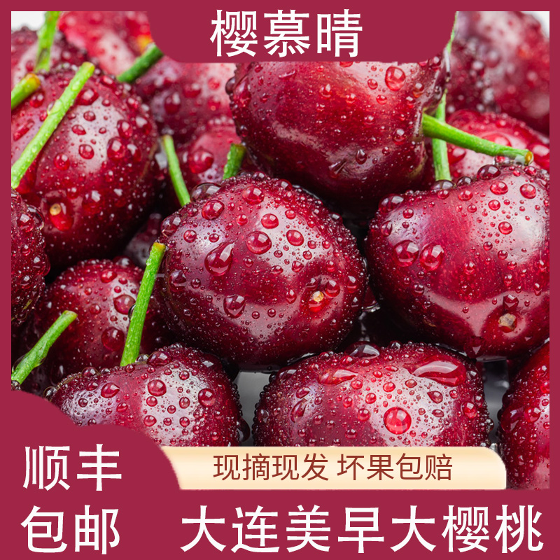 大连美早樱桃【2J-7J】精美彩箱装5斤实惠家庭装 现摘现发顺丰空运次日达 脆香甜可口今天拍明天到-B美早樱桃
