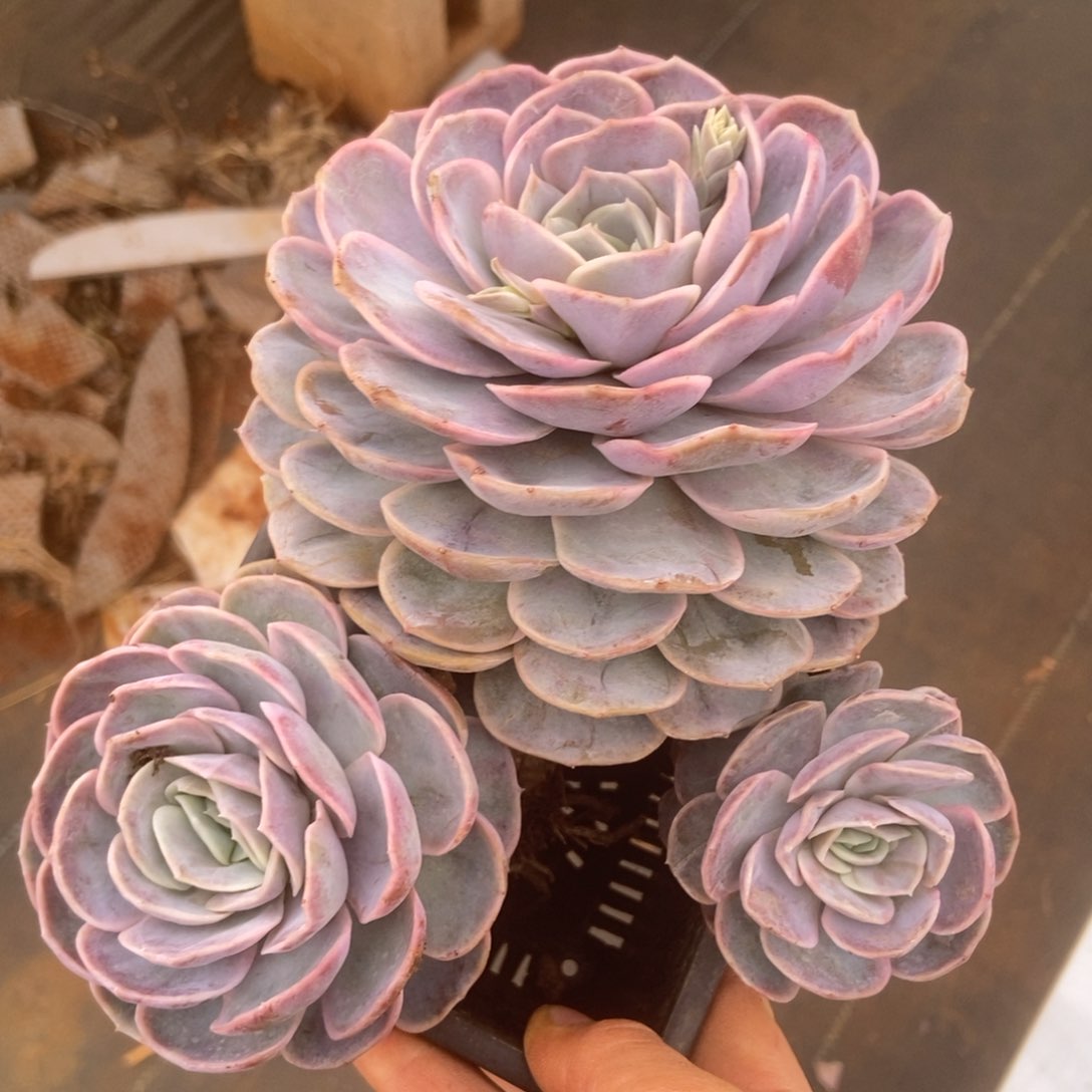 蓝色惊喜的人多肉多肉