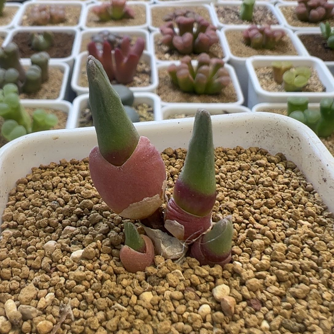 冰晶兔子 肉锥植物