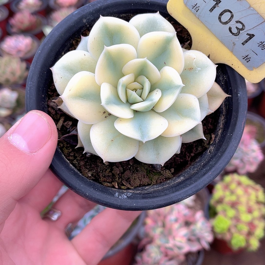 月亮宽锦1031号多肉