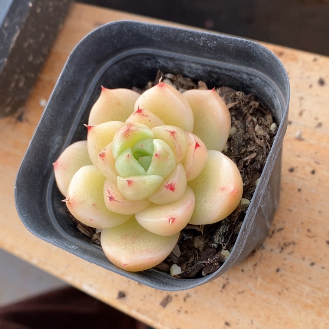 精品多肉一物一拍不包整133