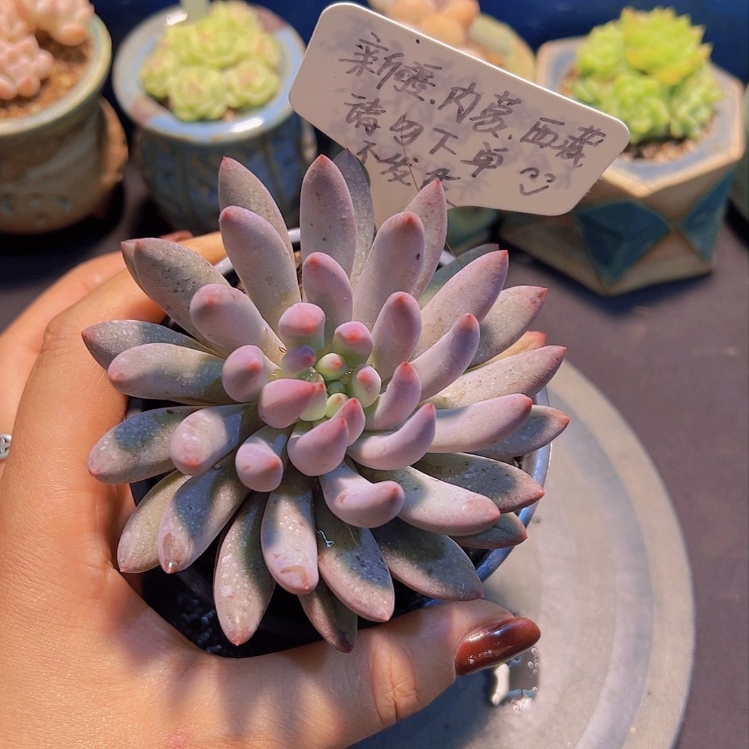 新品，多肉植物，……