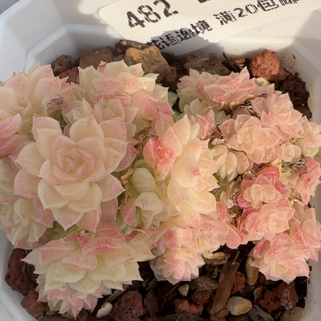 花语逸境0221-482散