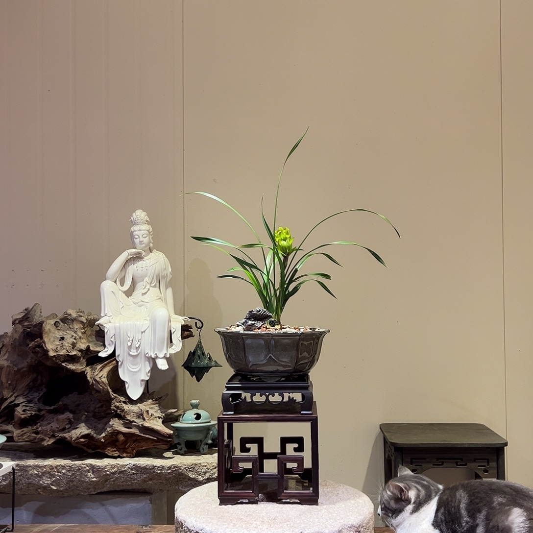 大部分花苞少量开放春剑奇花