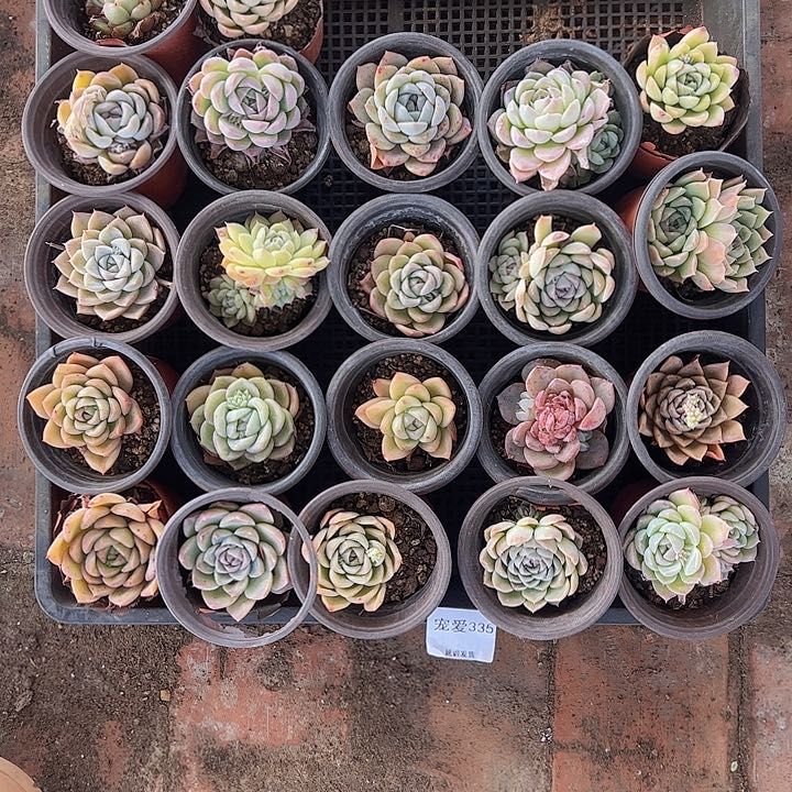 直播福利一物一拍335