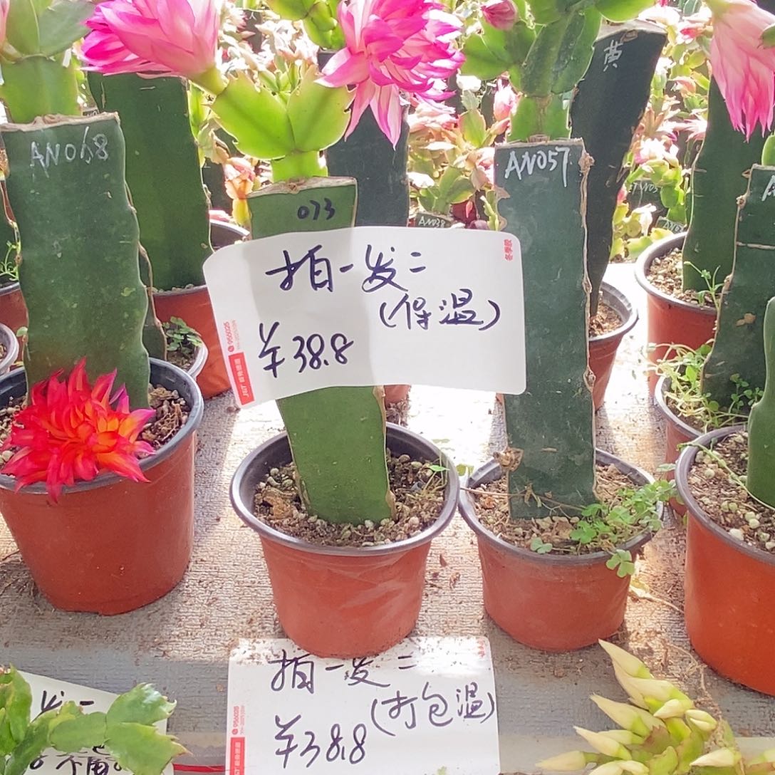 全部花朵火龙果嫁接拍一发二福利