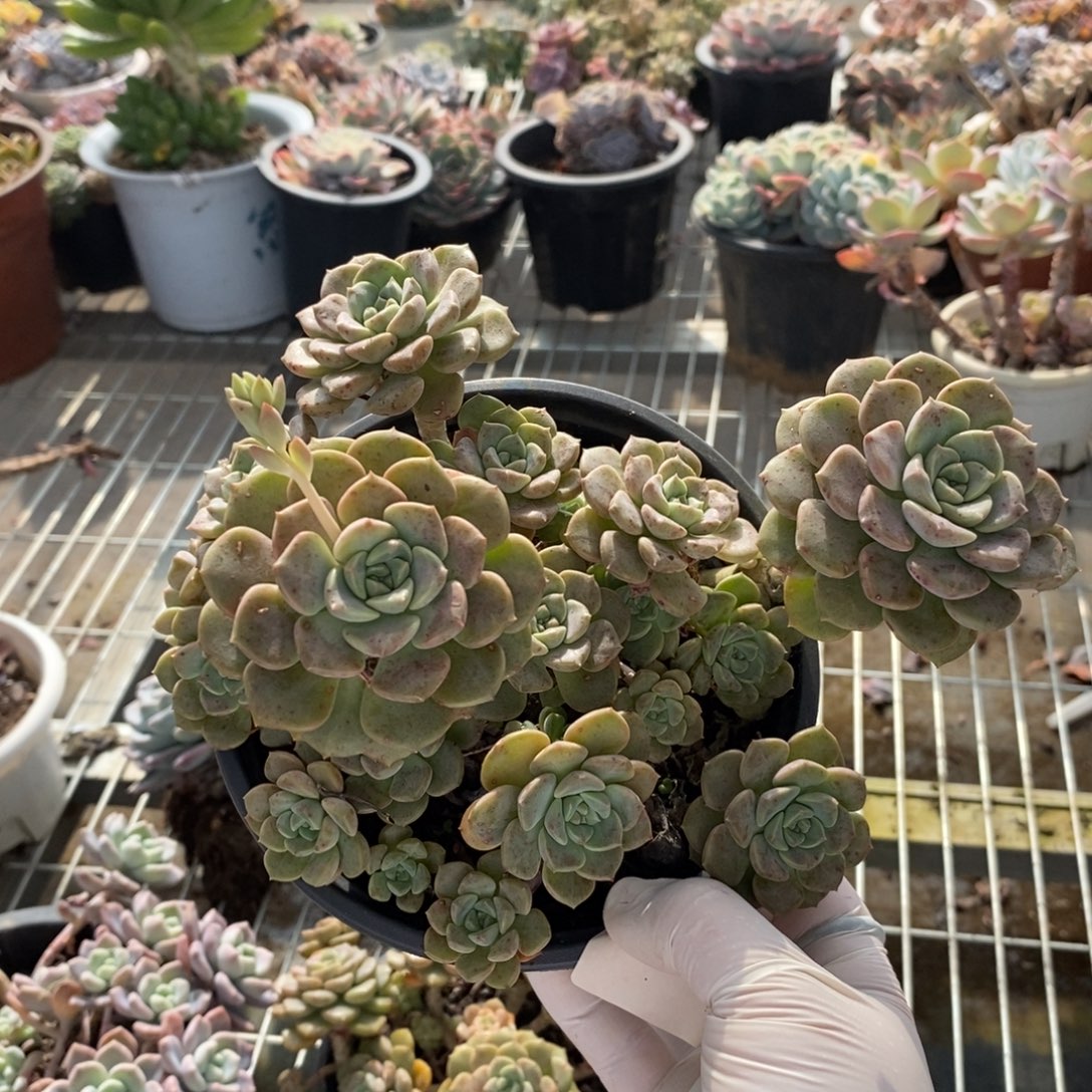 8979粉布偶一物一拍