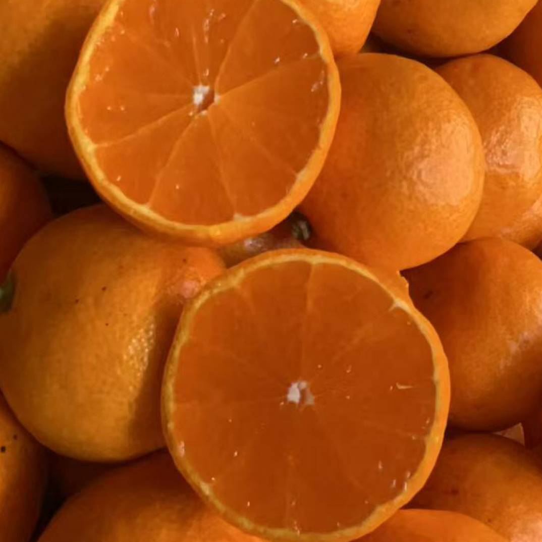 （浙江）金蜜砂糖橘五斤，皮薄多汁，大小果都有