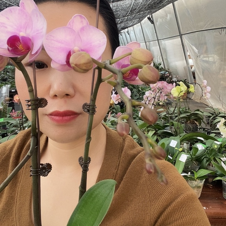 无花朵杭州美女蝴蝶兰