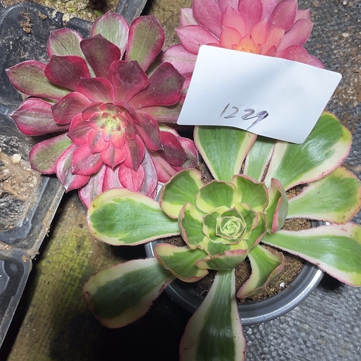 千***山黑膜锦和燕姿多肉植物保护1229