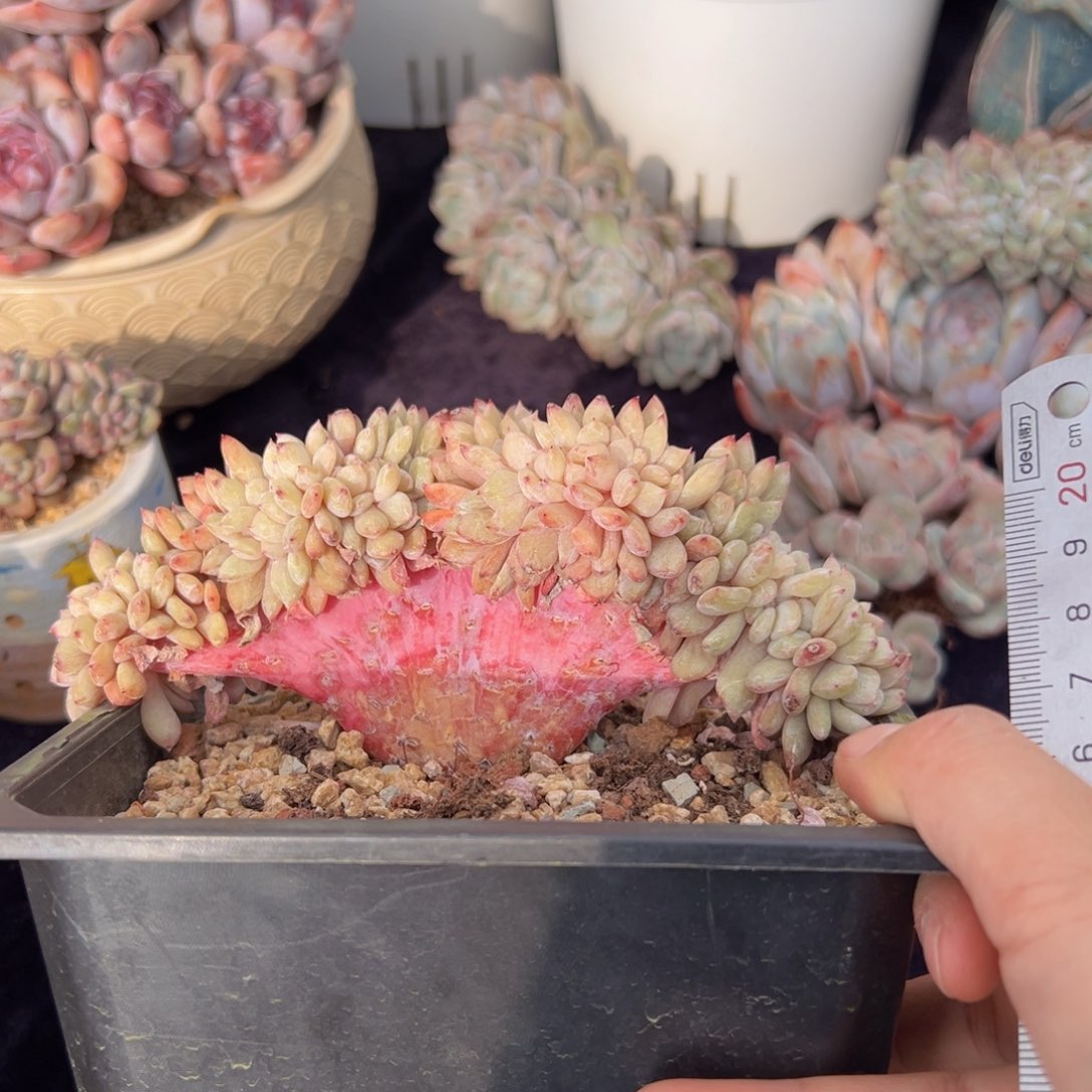 星*…新年快乐 新年快乐