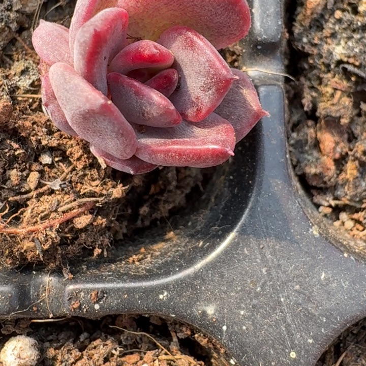 火焰山锦一物一拍