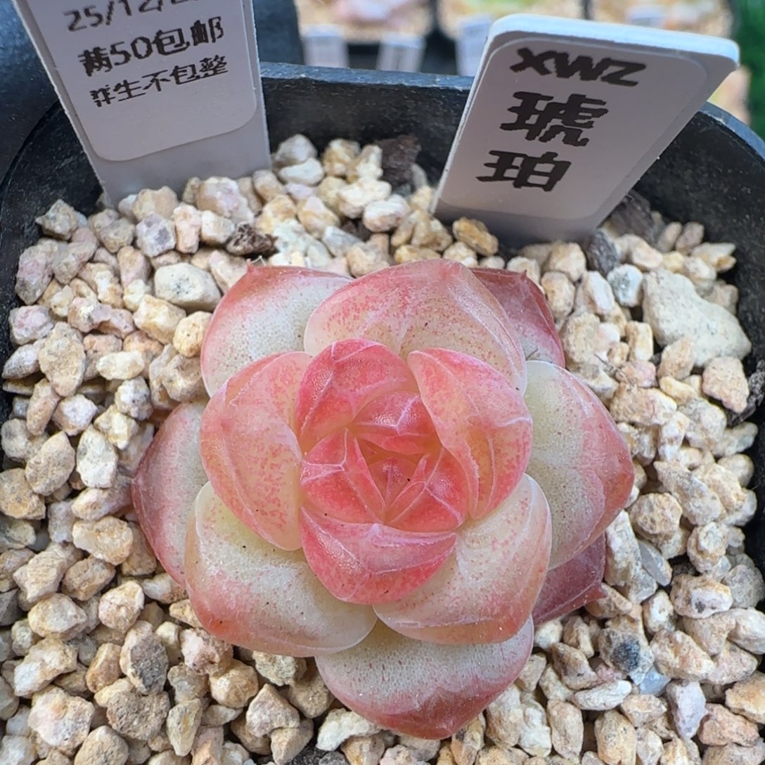 076   琥珀   5厘米盆