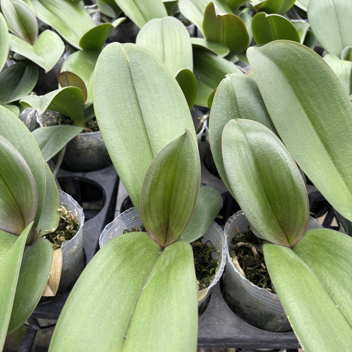 植得【3.5寸大辣椒】蝴蝶兰苗子出箭苗 （叶片易开裂，介意慎拍）