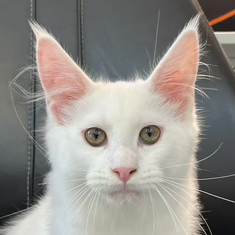 来了姊妹-纯白缅因猫 弟弟 1