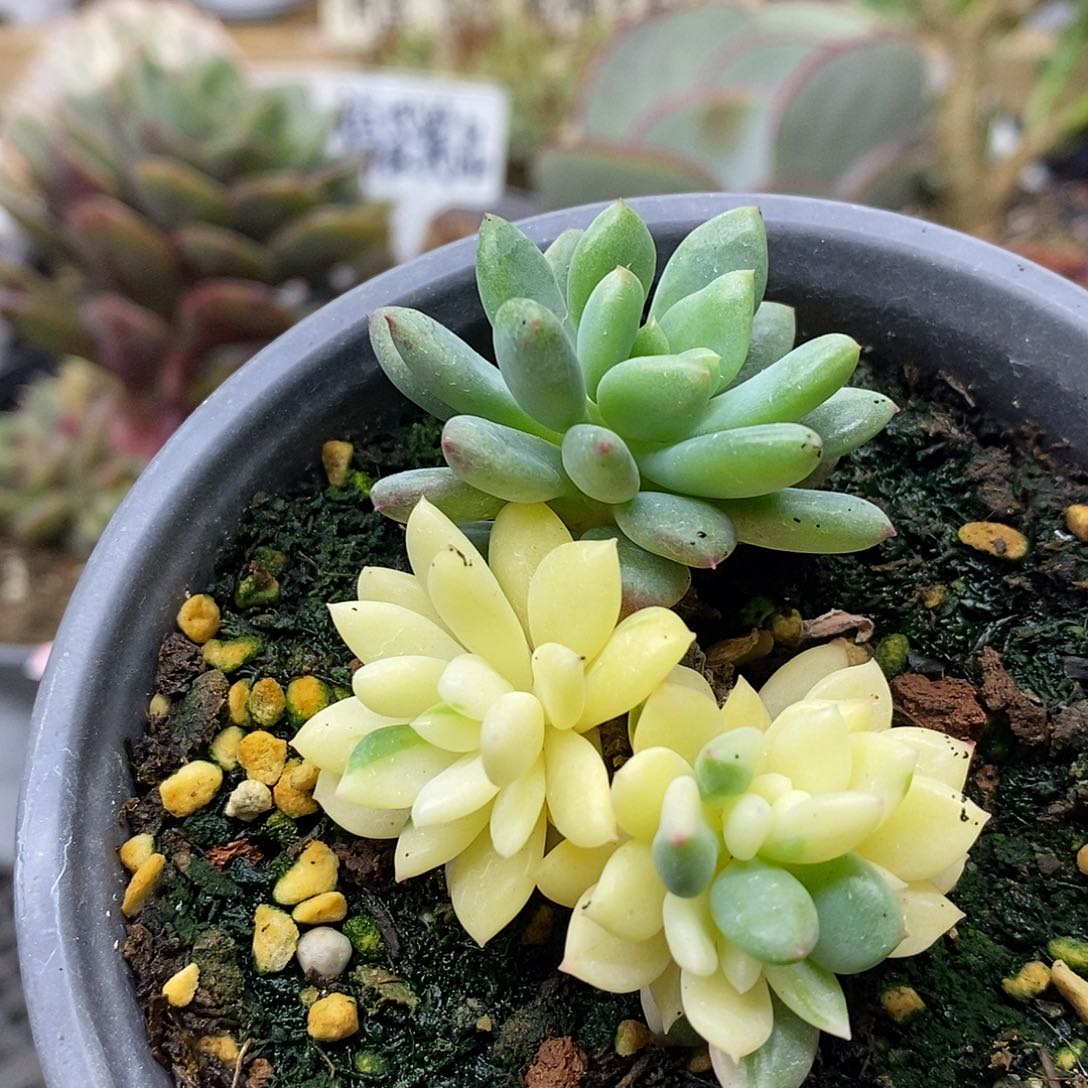 2429 胭脂美人花脸锦 需延时发货