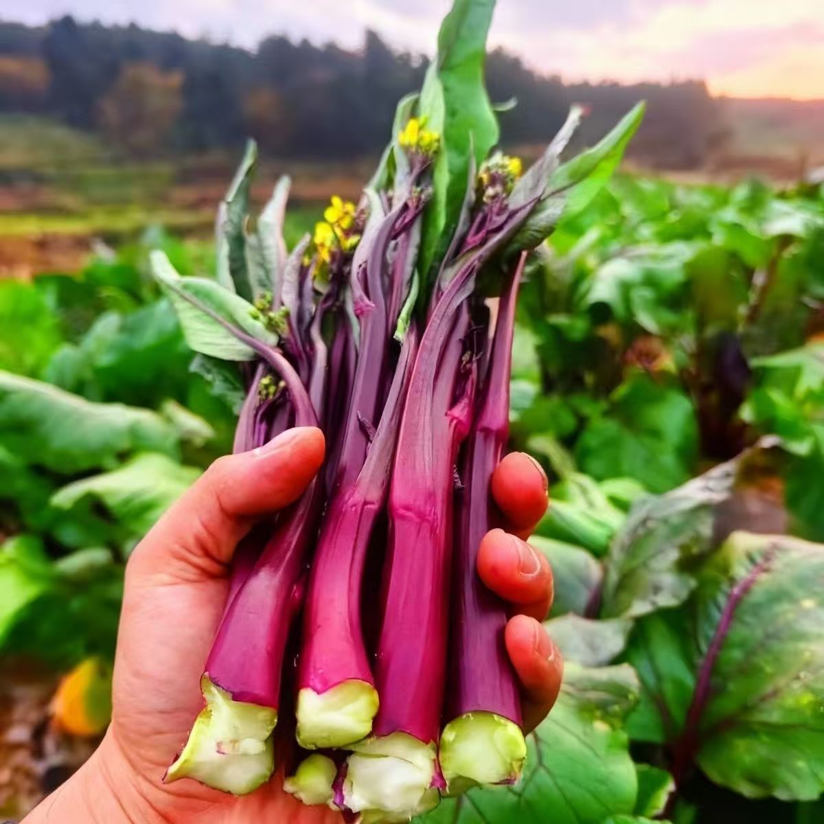 新鲜当季红菜苔高山菜心农家菜时令紫红苔菜苔新鲜蔬菜现摘现发