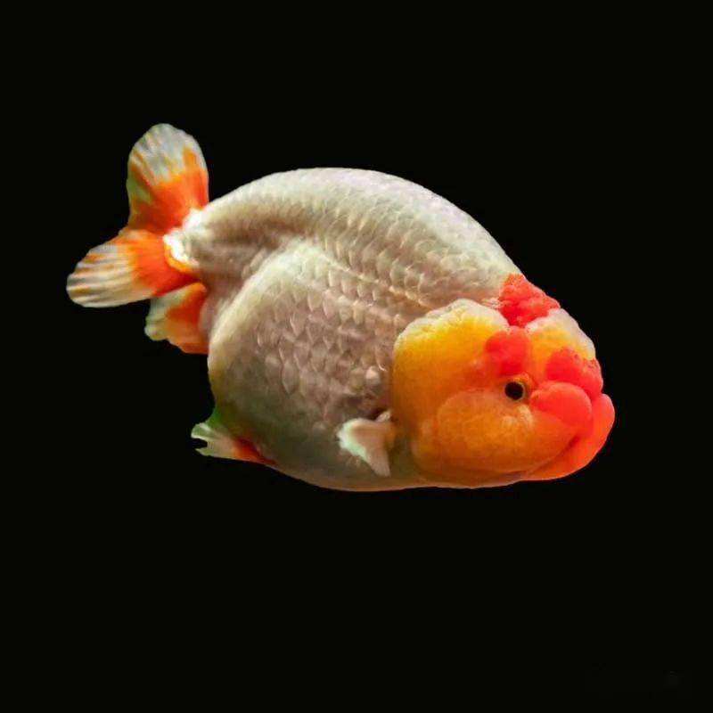 兰寿观赏鱼 - 直播链接 - 活体金鱼实物以直播间为准