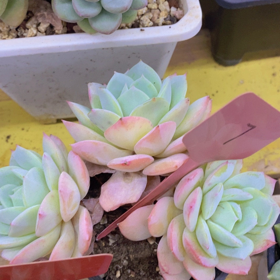 开心多肉，一单包邮2场