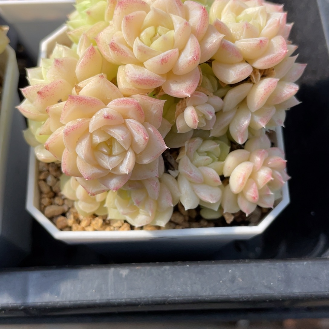Z1369白天鹅麦杆精品