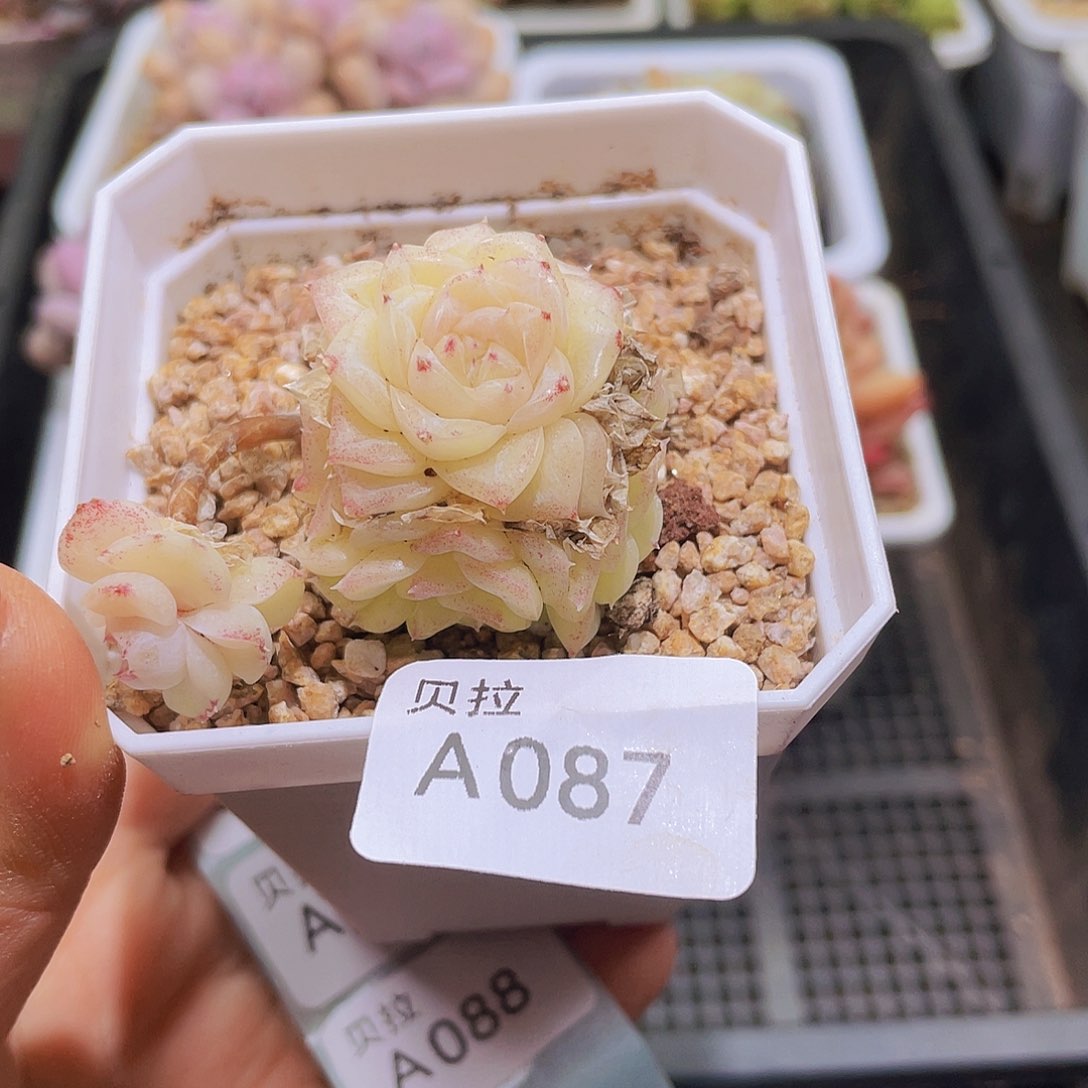 a87 精品多肉一物一拍