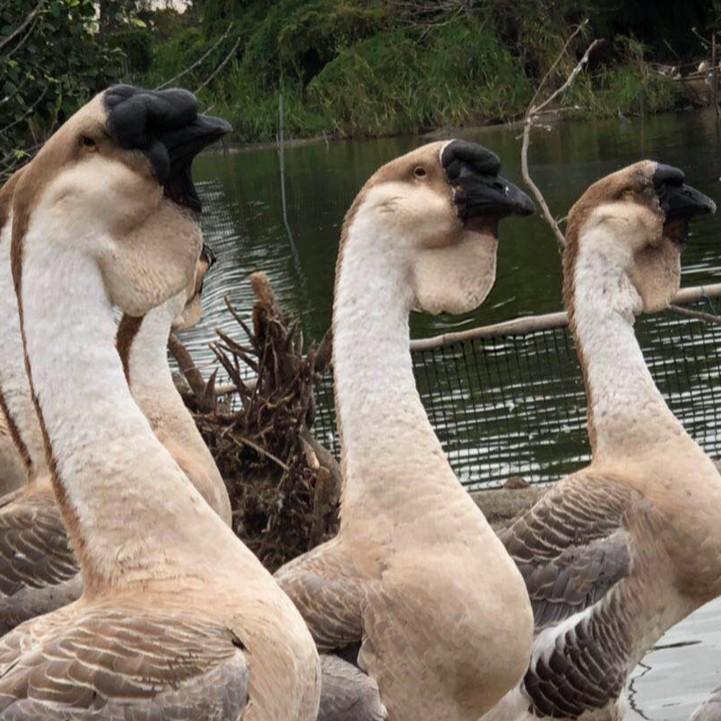 狮头鹅宠物特大狮头鹅 预包装小小的