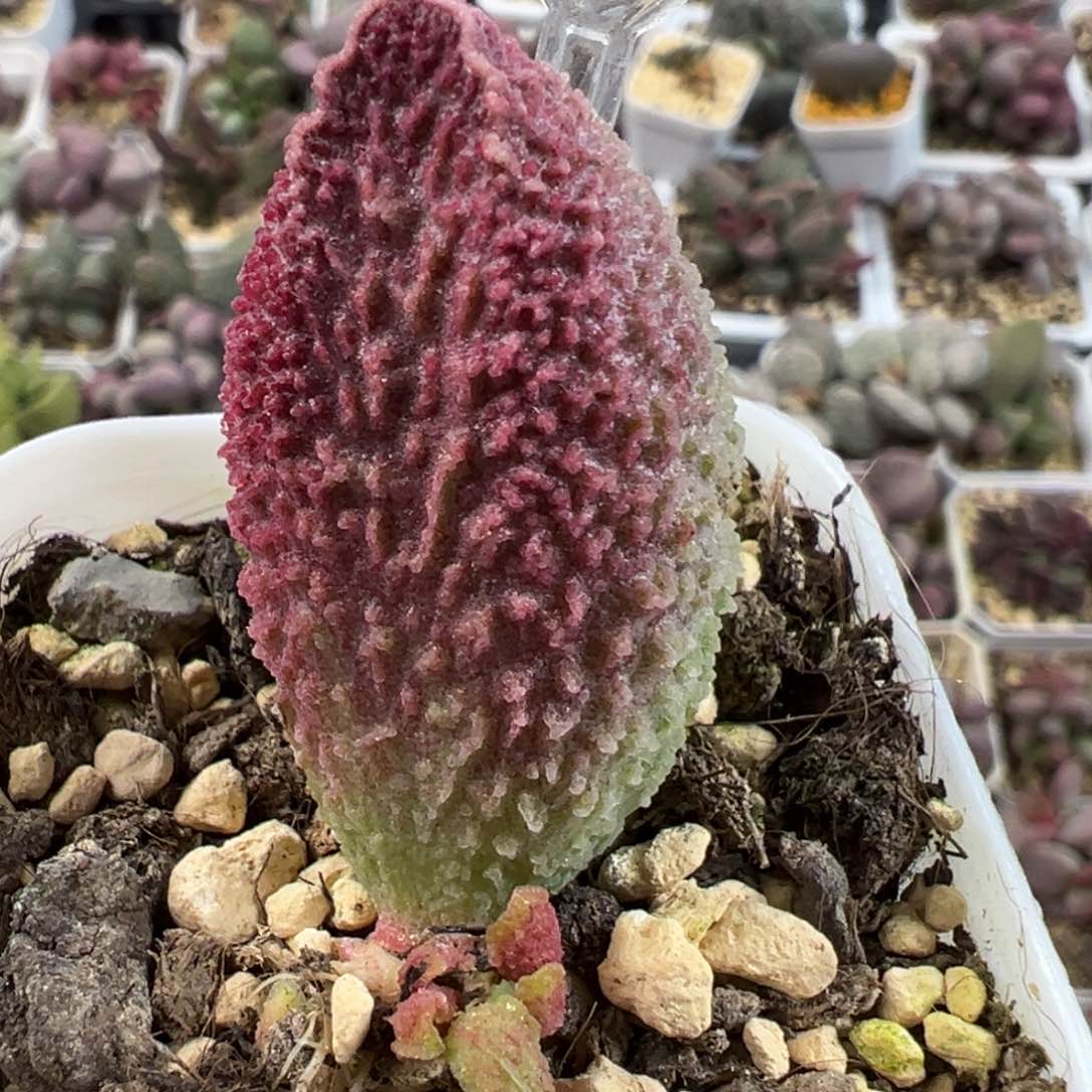 胖五大苗大叶子纹路款多肉植物