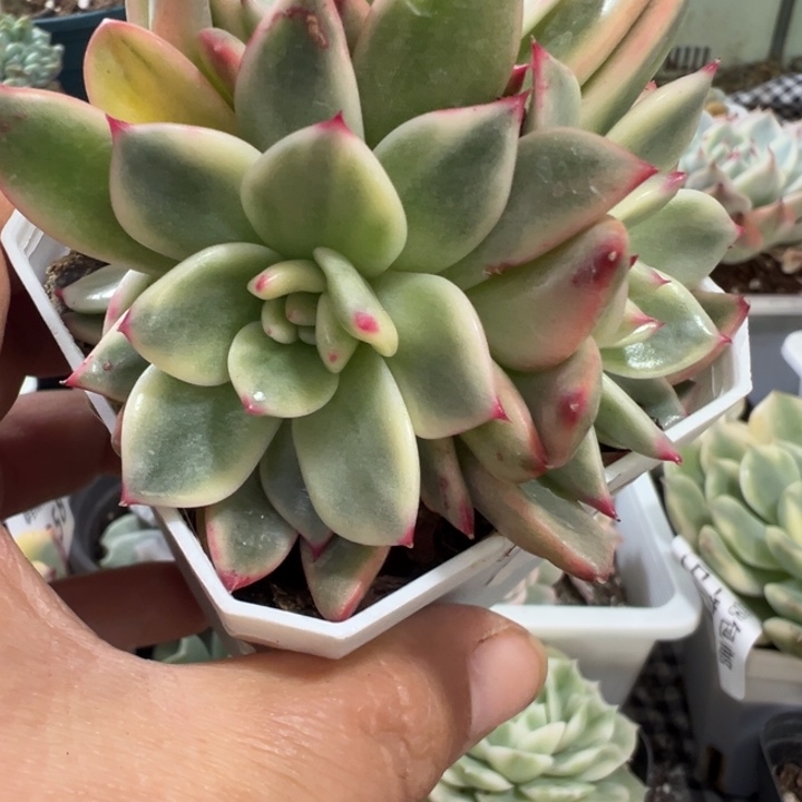 蔚蓝乌木锦多肉植物589