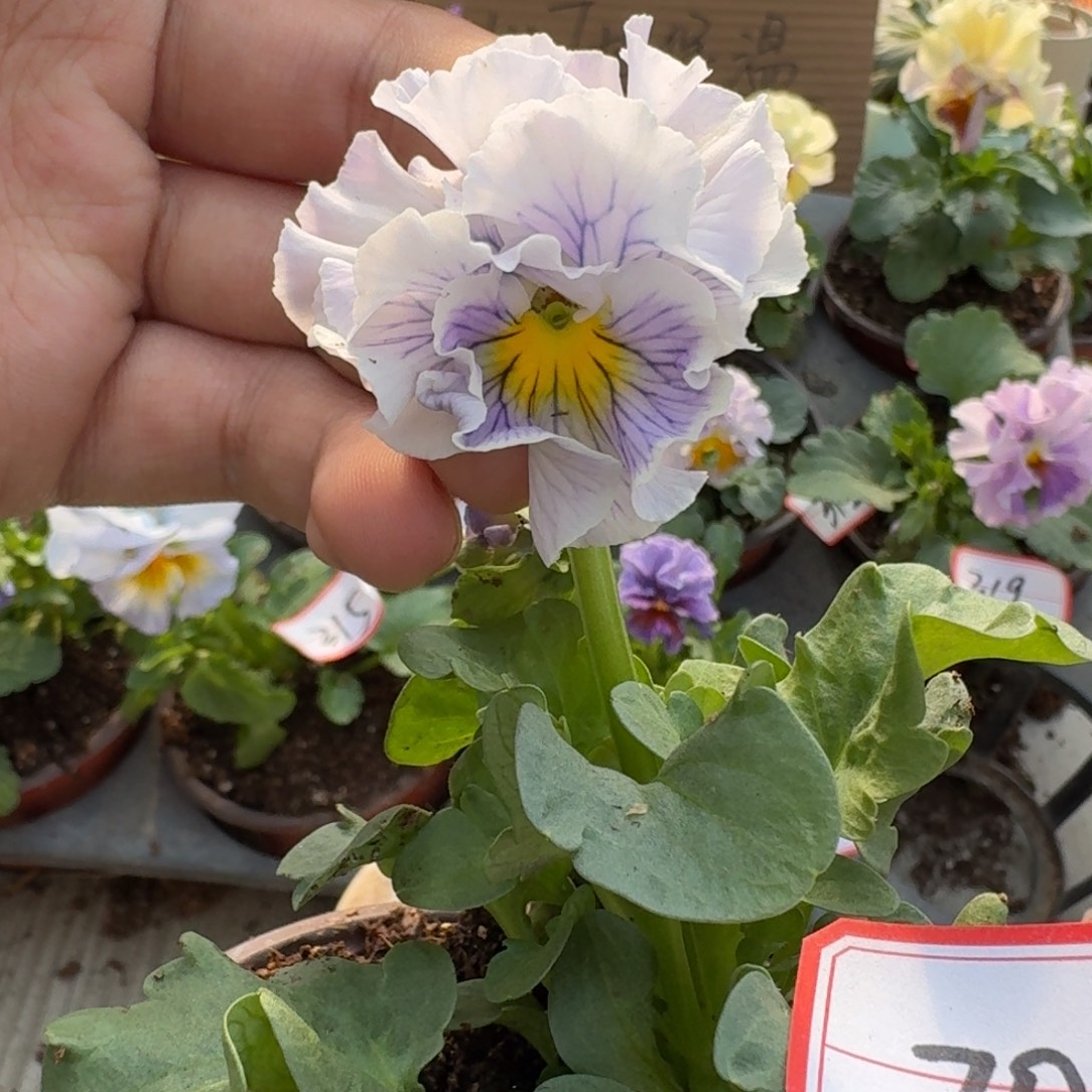 大部分花苞少量开放70