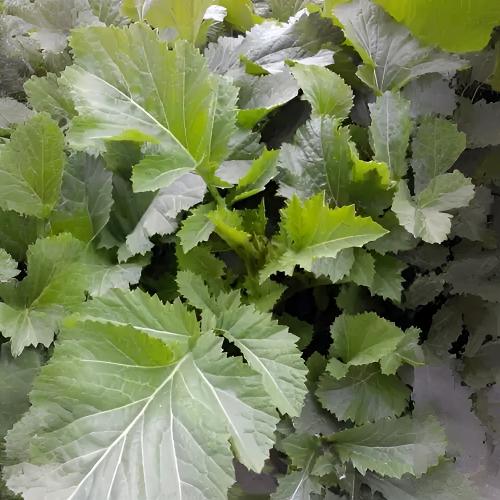 【应季蔬菜】野油菜（4.5-5斤）