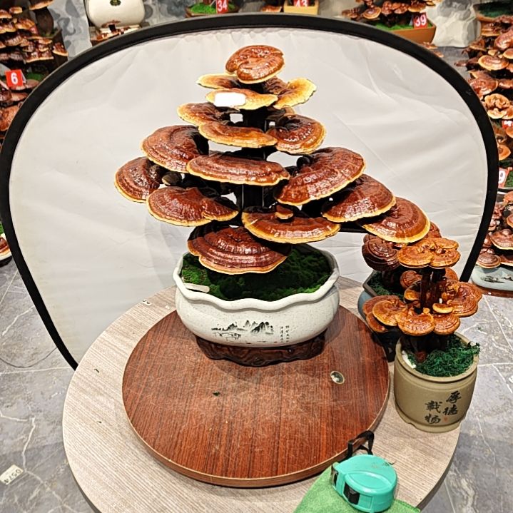 滔灵芝盆景灵芝盆景