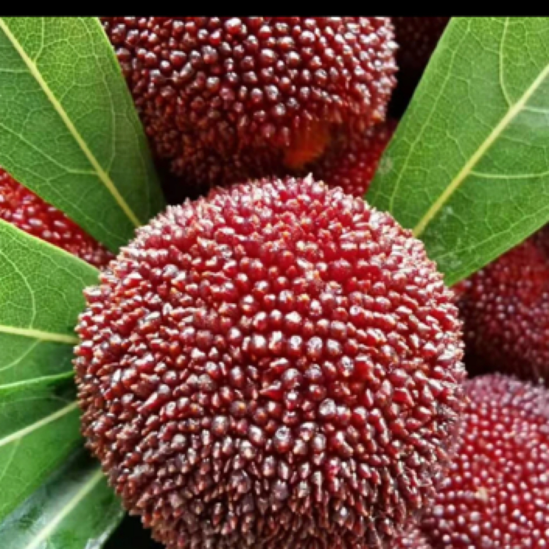 仙居东魁杨梅每天现摘（江浙户包邮）