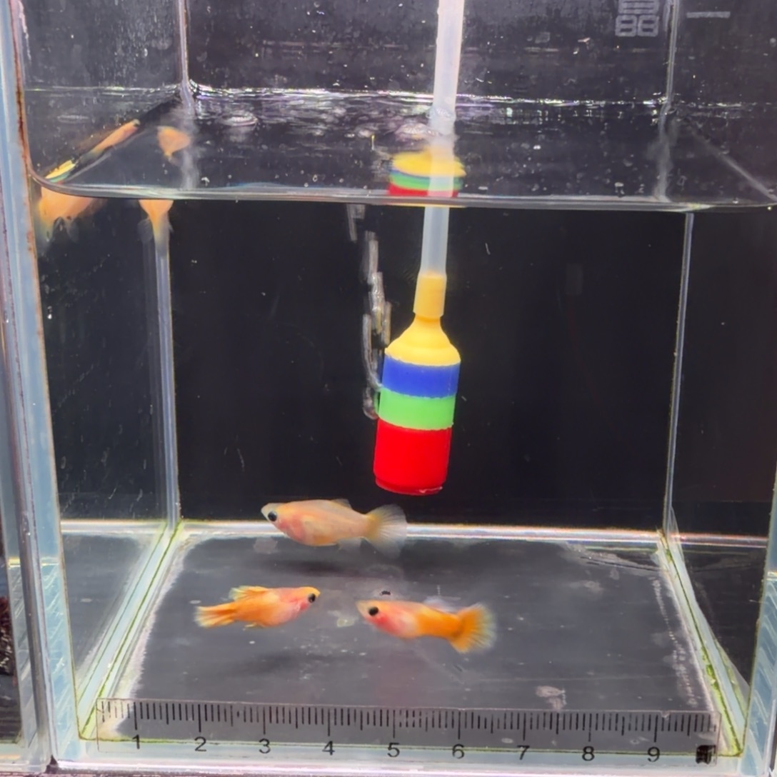 孔雀鱼微瑕疵球体黄金玻璃2对