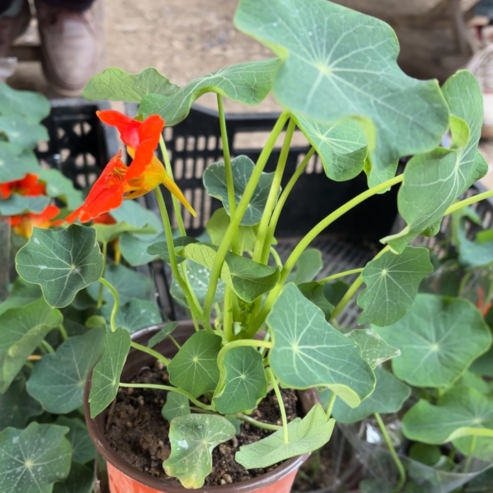 全部花苞旱金莲1盆