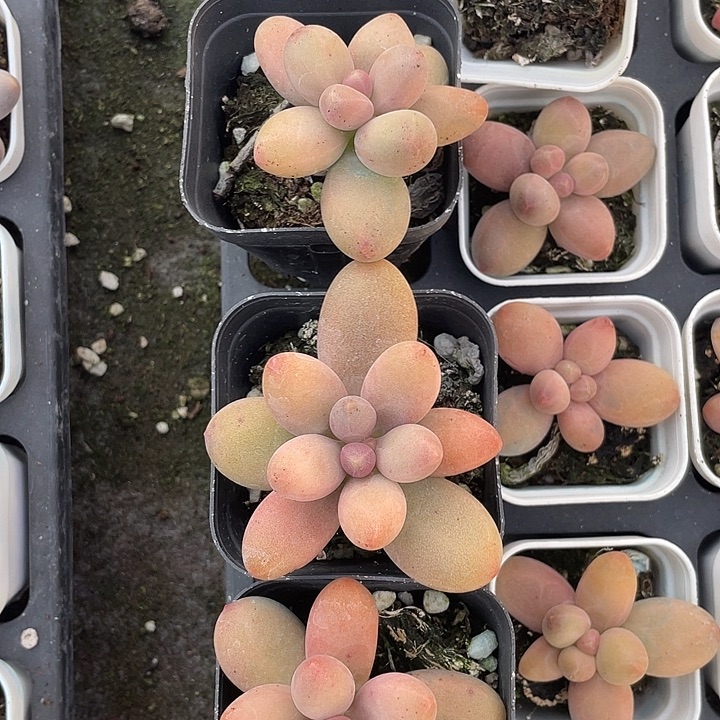 黄糖果随机发满18包邮