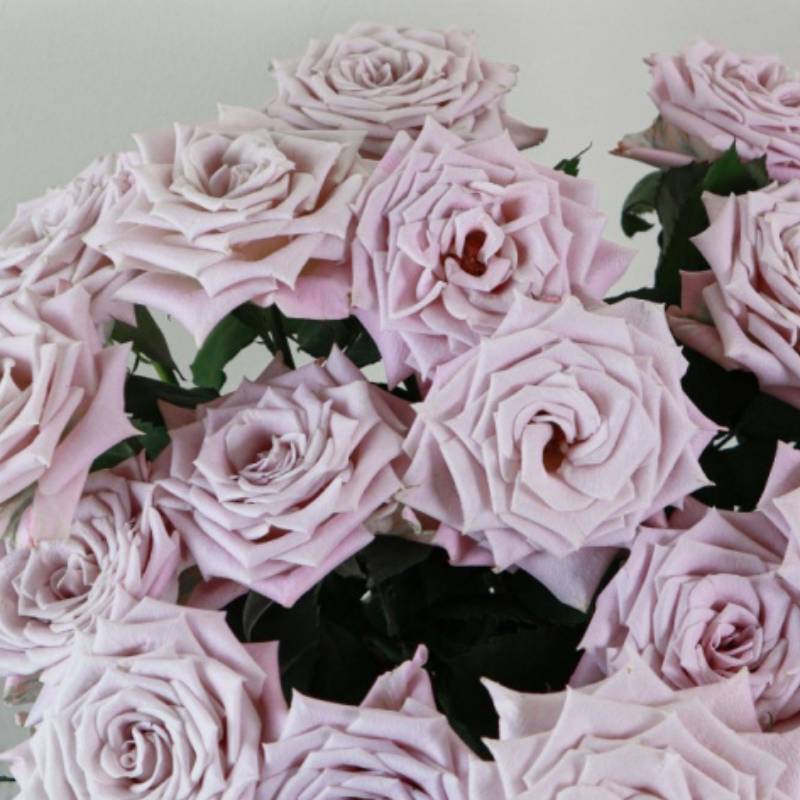 单头曼塔玫瑰鲜切花云南基地直发顺丰