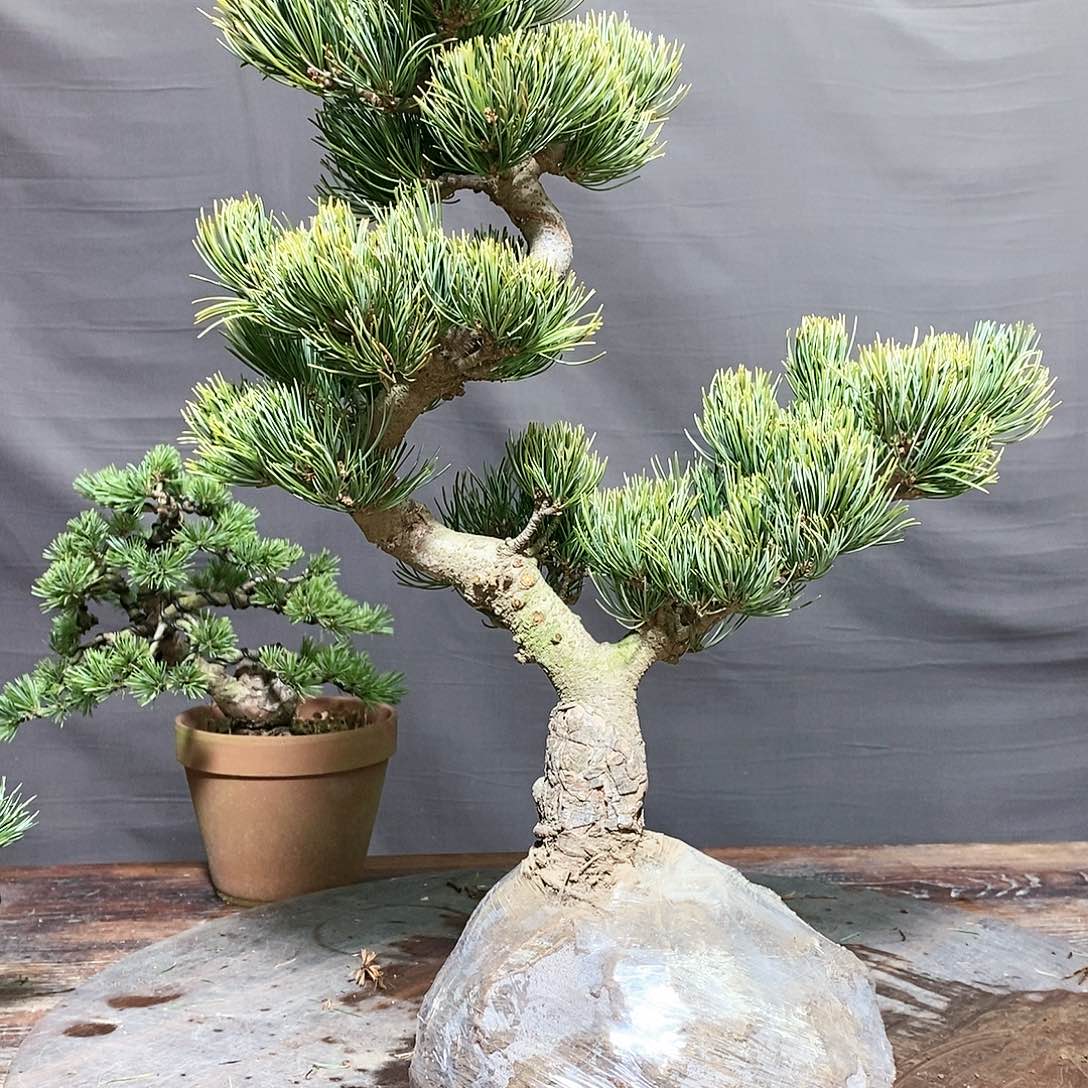 【闪购商品】无花朵