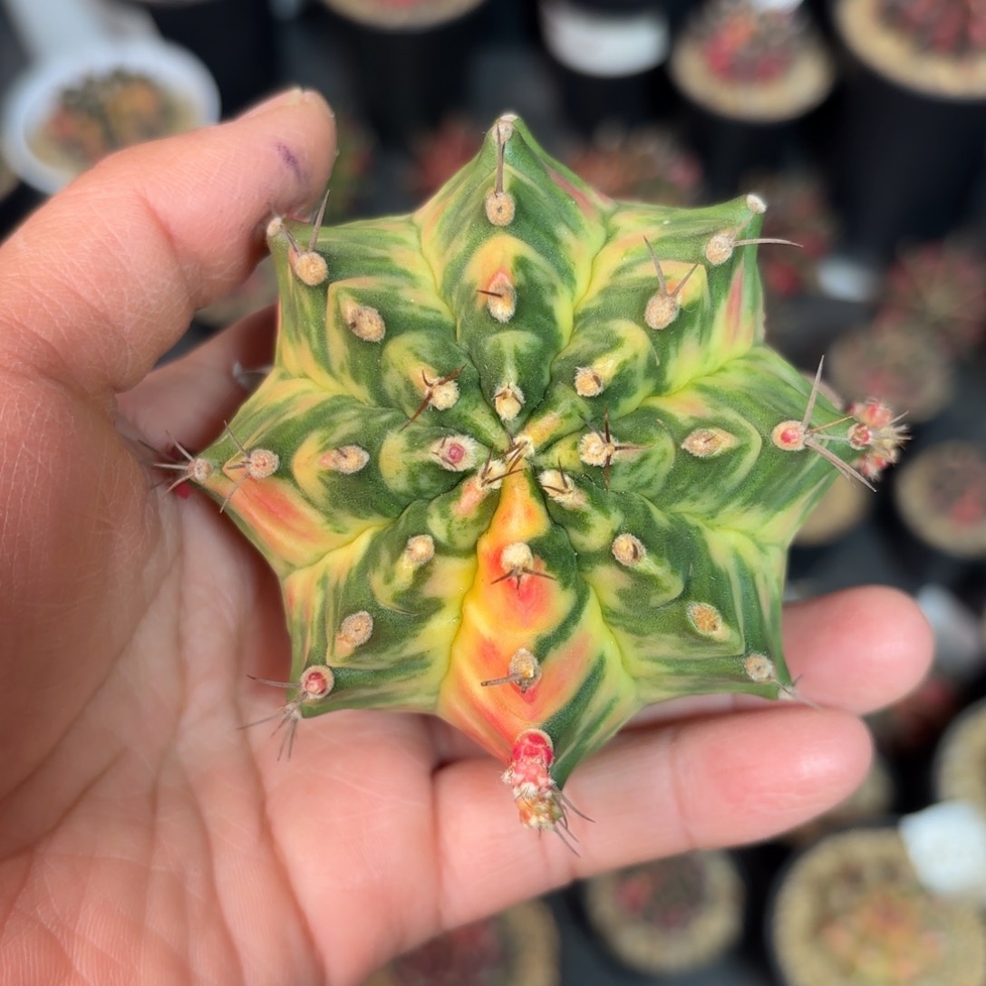 泰系实生米哈仙人球9号