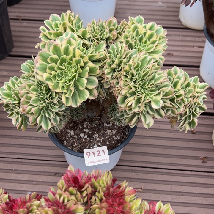 9121迈巴赫缀化老桩