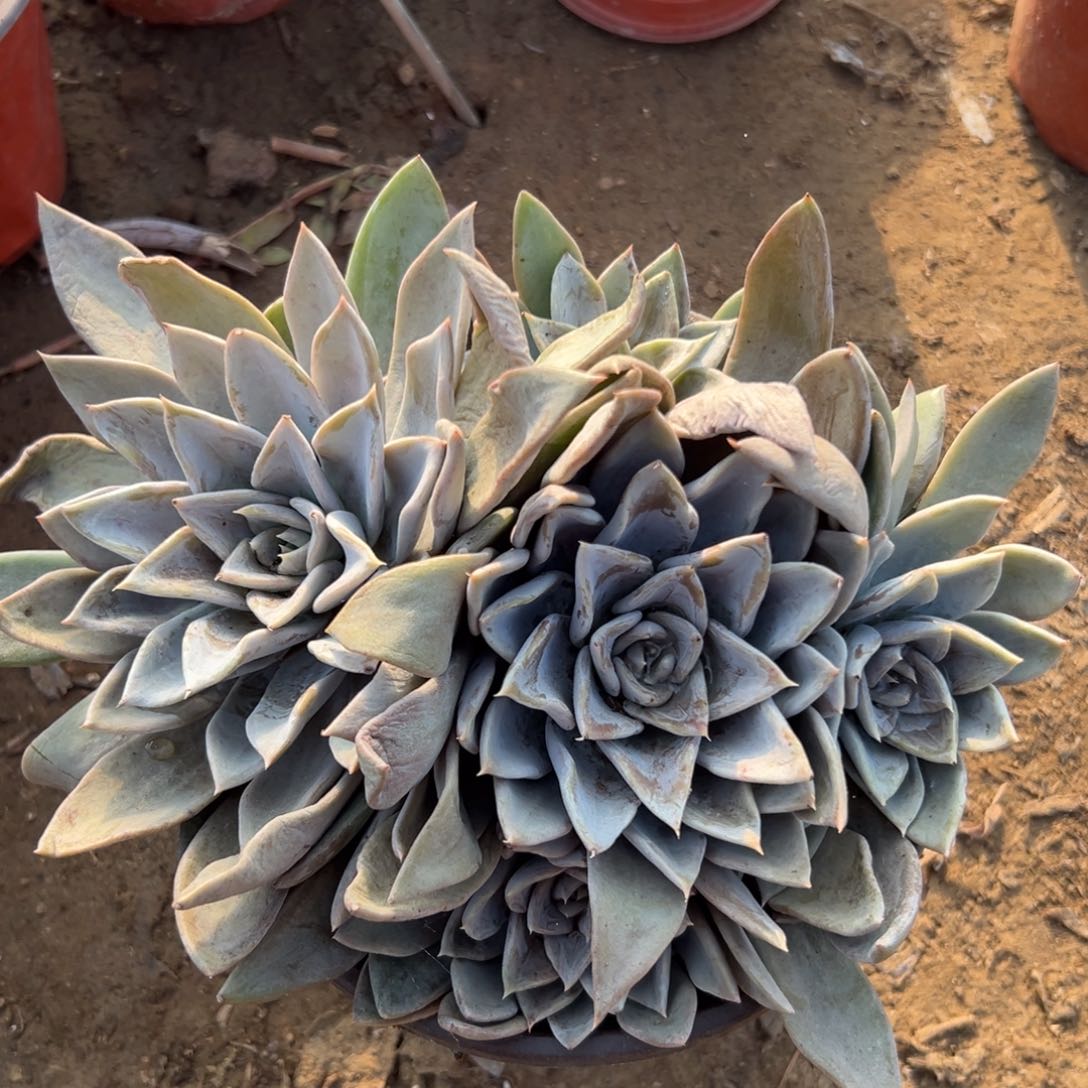 多肉植物中央音乐学院哟