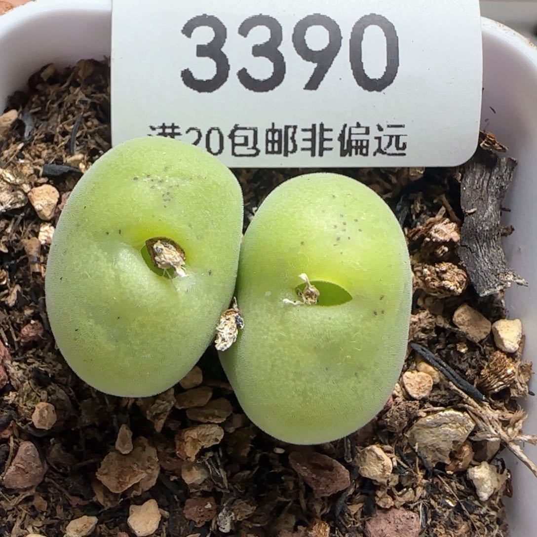 带盆土。                   