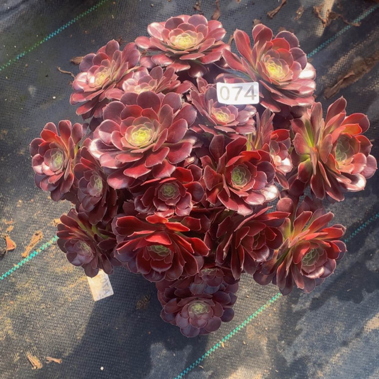 【闪购商品】74荷兰玫瑰