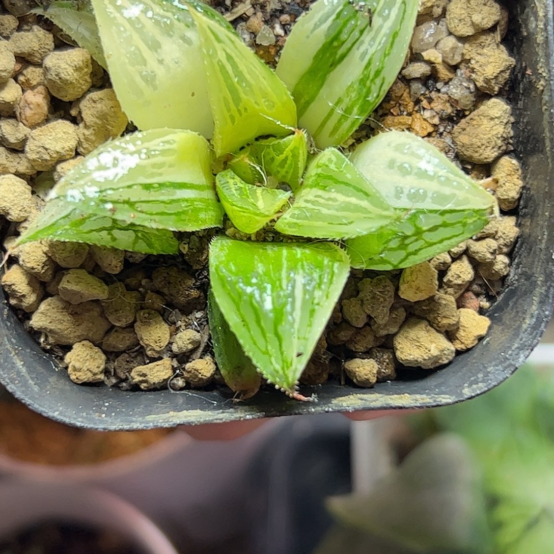 原始芭堤雅锦十二卷多肉