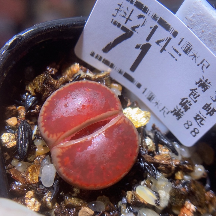 精品生石花214.71