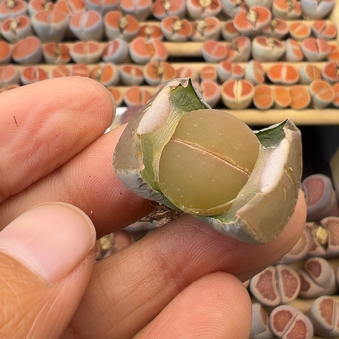 730岛田C153选拔福利