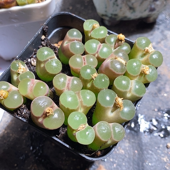 大窗磁铁一颗。 买二送一。  