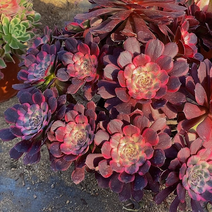 多肉黑金刚587多肉