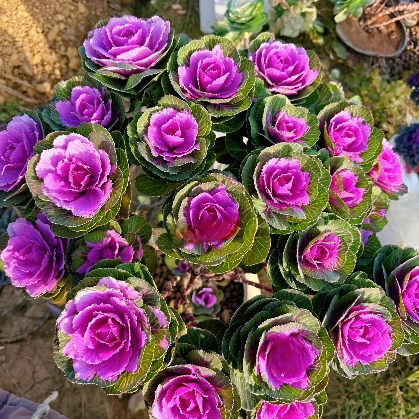 冬日玫瑰精品造型老桩一物一拍